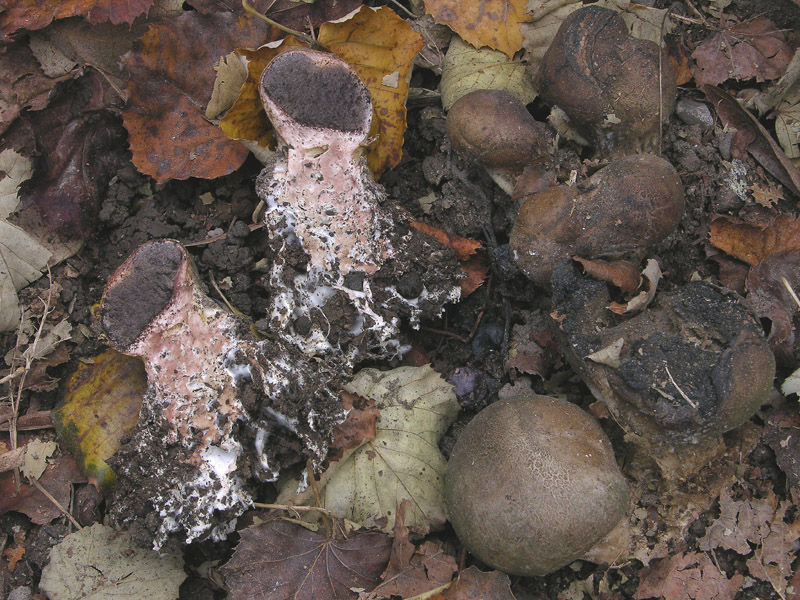 Scleroderma da determinare.